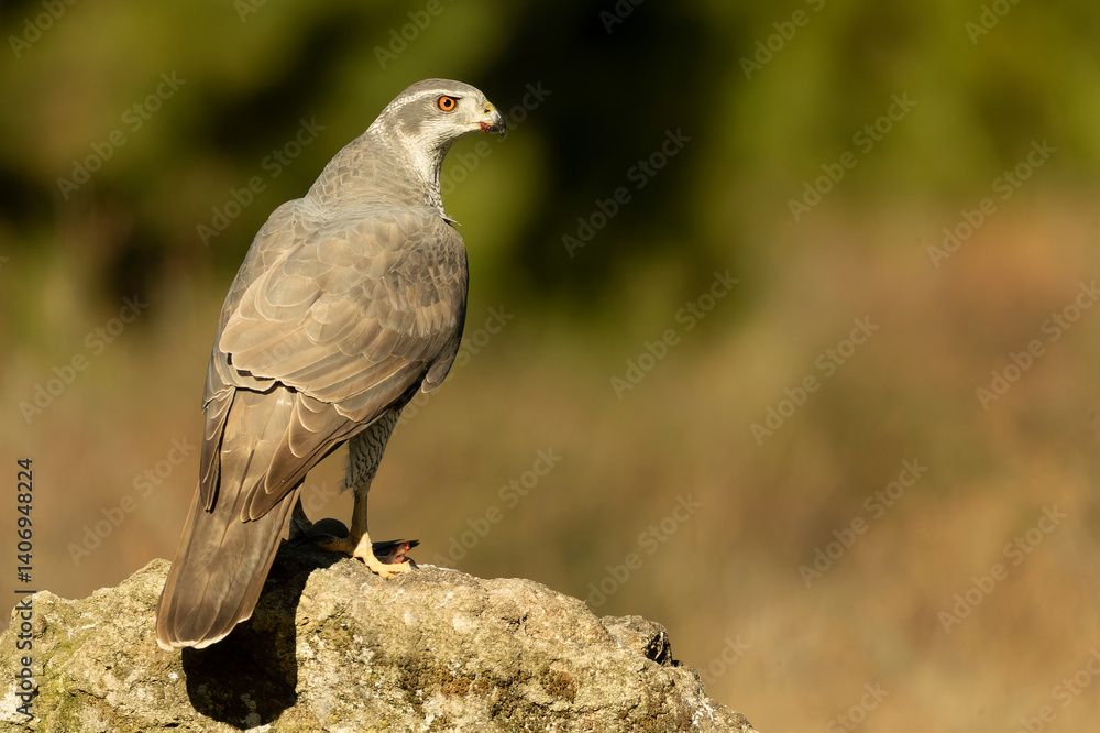 Adult female Northern goshawk in a Mediterranean oak and pine forest in the last light of a winter day