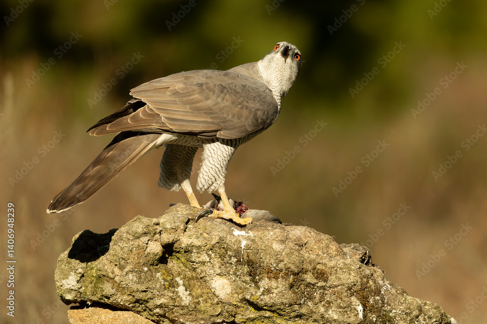 Adult female Northern goshawk in a Mediterranean oak and pine forest in the last light of a winter day