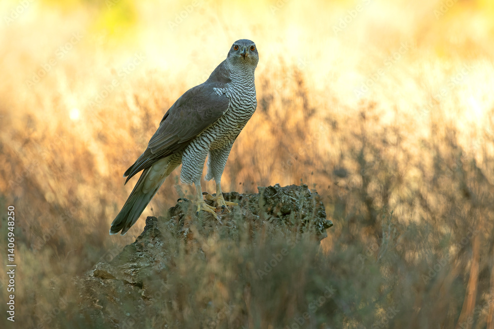 Adult female Northern goshawk in a Mediterranean oak and pine forest in the last light of a winter day