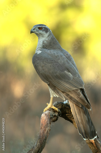 Obraz na płótnie Adult female Northern goshawk in a Mediterranean oak and pine forest in the last light of a winter day w salonie