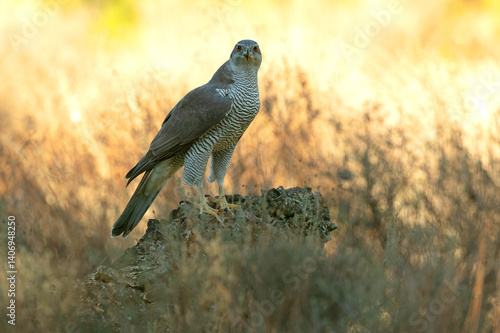Obraz na płótnie Adult female Northern goshawk in a Mediterranean oak and pine forest in the last light of a winter day w salonie