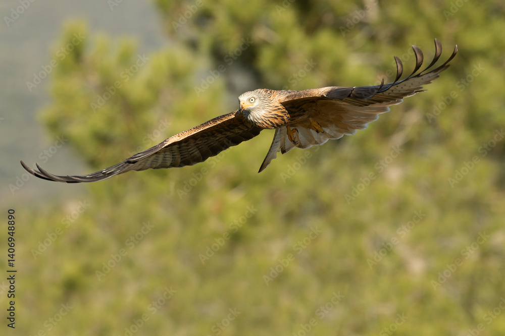 Red kite flying in a Mediterranean forest of oak and pine trees in the last light of a winter day