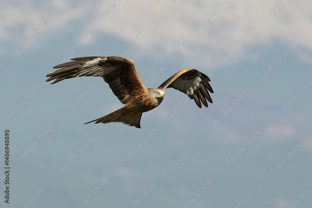 Red kite flying in a Mediterranean forest of oak and pine trees in the last light of a winter day