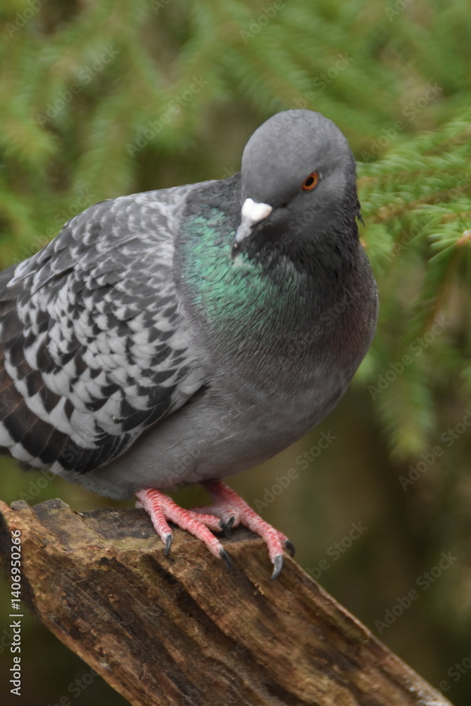 Obraz premium This is a cute dove in a forest in sunny spring day.