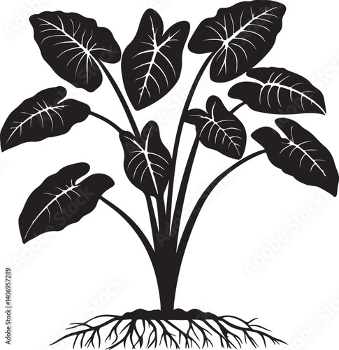 Silhouette of a taro plant  vector art illustration.