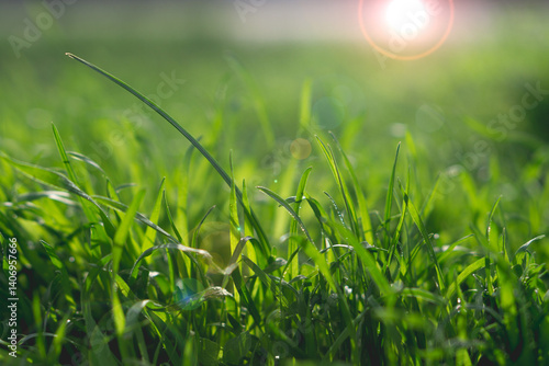 Green juicy grass in the rays of light