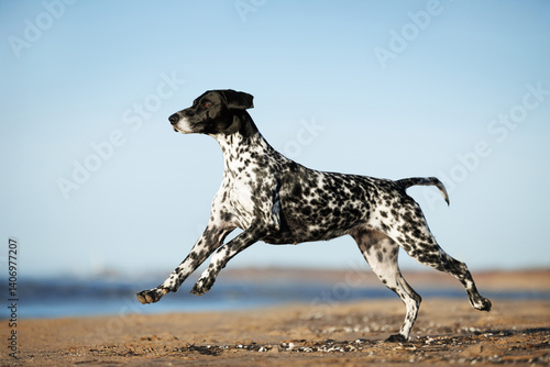 Tablou pe pânză black german shorthaired pointer dog running on a beach in sunlight