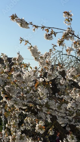 White and pink cherry blossom during springtime 