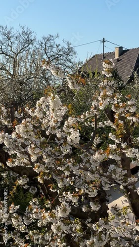 White and pink cherry blossom during springtime 