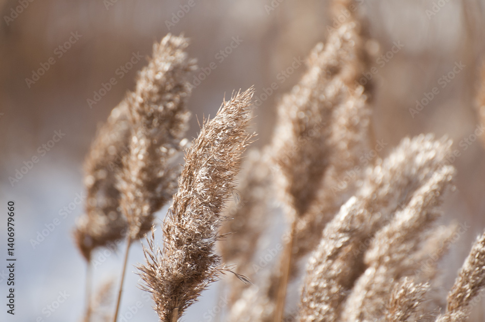 winter landscape, photo shows dry meadow grass in winter winter landscape, photo shows dry meadow grass in winter
