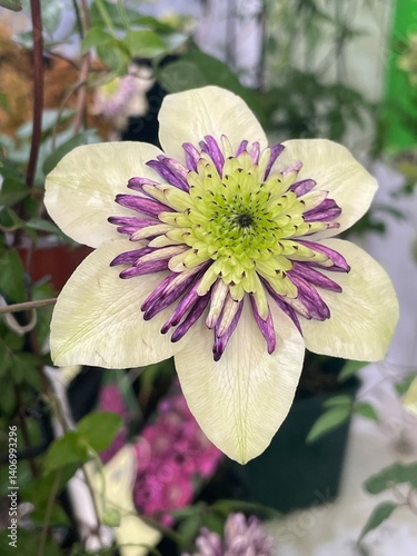4K Clematis flower close-up