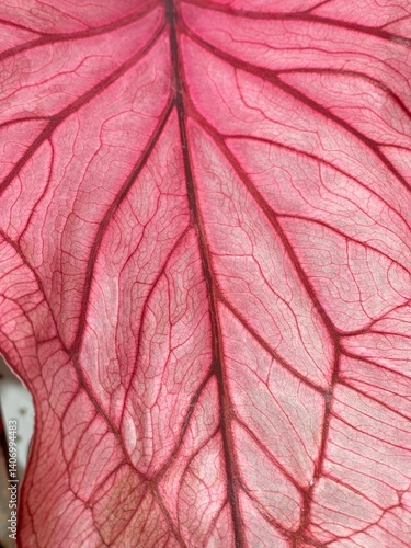 red leaf texture