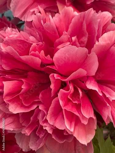 red dahlia flower