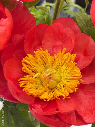 red and yellow flowers