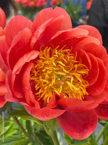 red and yellow dahlia