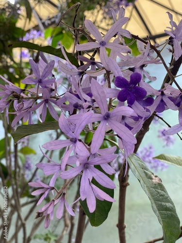 lilac flowers in the garden