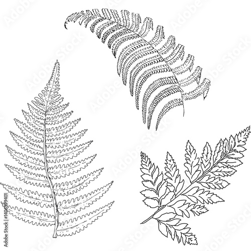 Silver Fern Hand Drawn Illustration sketch⁠