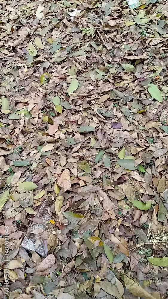 Dry Leaves Falling in Windy Storm Nature Background Video in Autumn Mood Dry Leaves Falling in Windy Storm Nature Background Video in Autumn Mood
