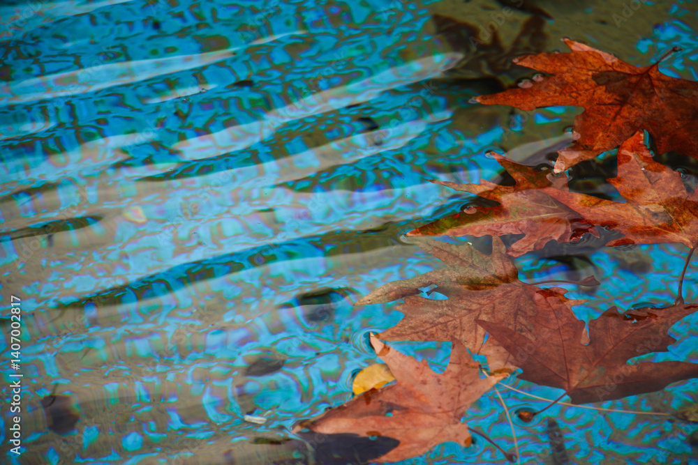 Fototapeta premium Fallen maple leaves floating in a serene pond, fallen maple leaf, orange leaf, leaves in water, floating leaf, Fallen maple leaves in water, Floating autumn leaves on a pond, autumn background
