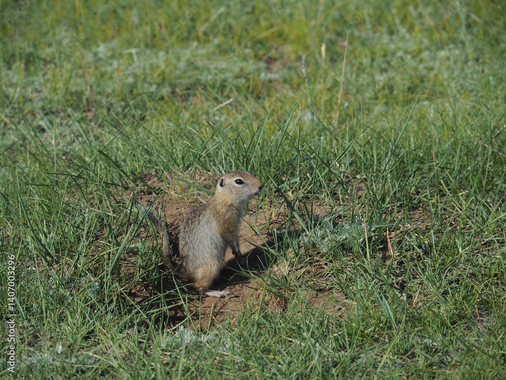 A ground squirrel I met in Mongolia A ground squirrel I met in Mongolia