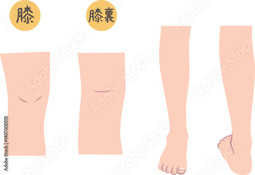膝と膝から下の脚のパーツイラストセット