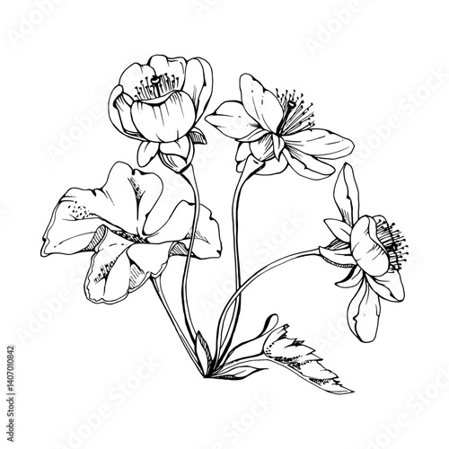 Early spring flowers with leaves, white forest cloudberry anemone primrose ephemera, hand drawn vector ink. Single boutonniere buttonhole isolated illustration. Wedding, florist shop, scrapbooking