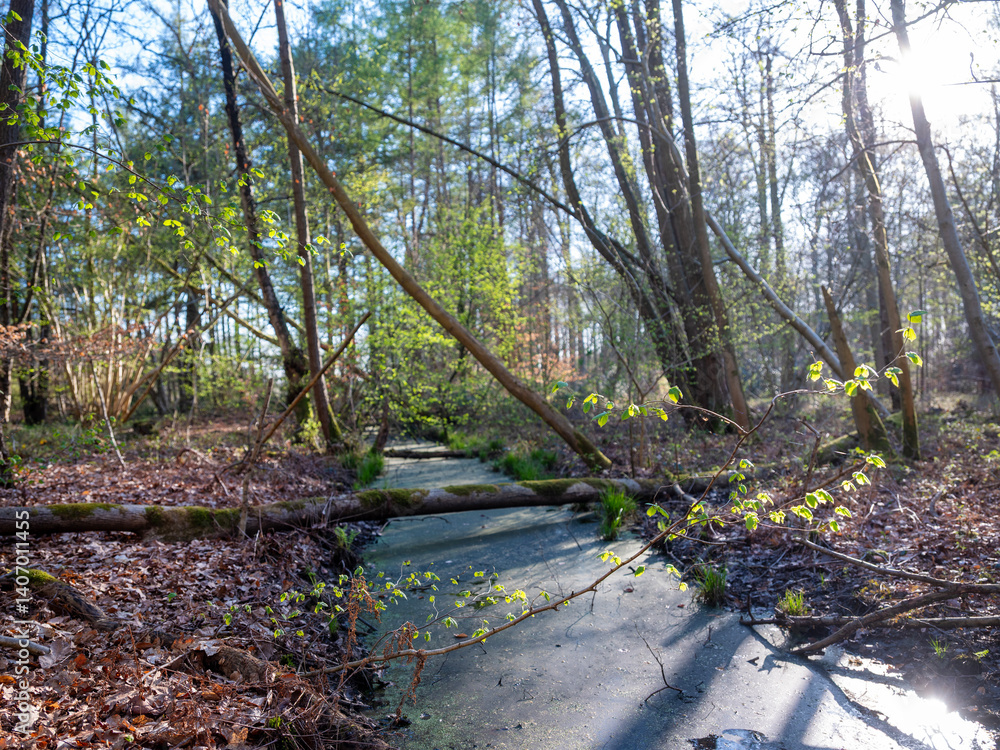 early spring leaves of forest trees above canal in the netherlands