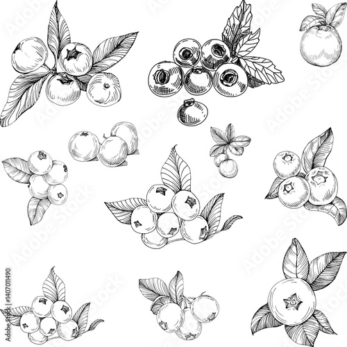 Hand Drawn Blueberry Sketch Illustration⁠