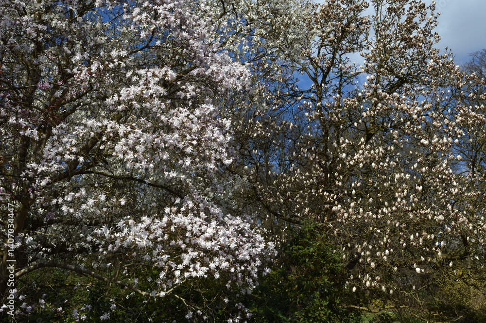 Magnolien in voller Blüte im Park in Dortmund, Germany.
Magnolien in voller Blüte im Park in Dortmund, Germany.