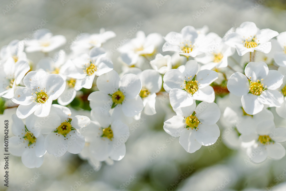 Fototapeta premium spiraea
