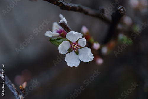 Nanking cherry (Prunus tomentosa); downy cherry