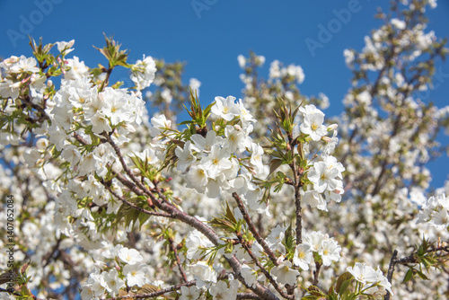 Flourishing cherry blossom in Japan