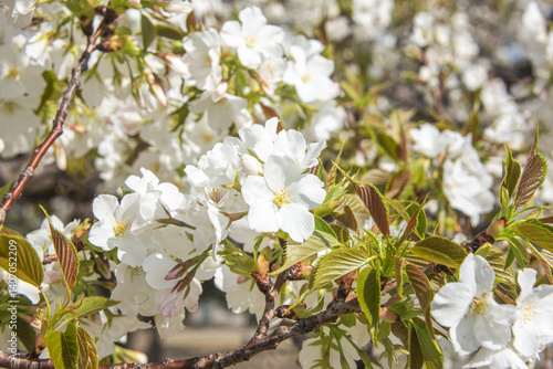 Flourishing cherry blossom in Japan