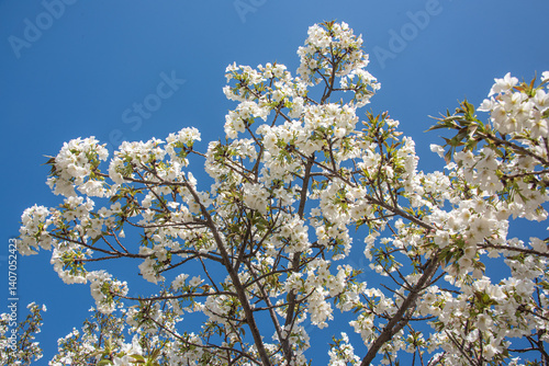 Flourishing cherry blossom in Japan