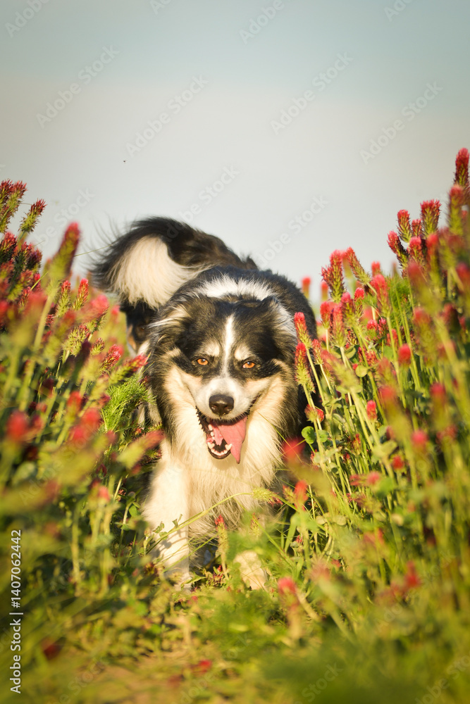 Obraz premium Border collie is running in crimson clover. He has so funny face he is smilling