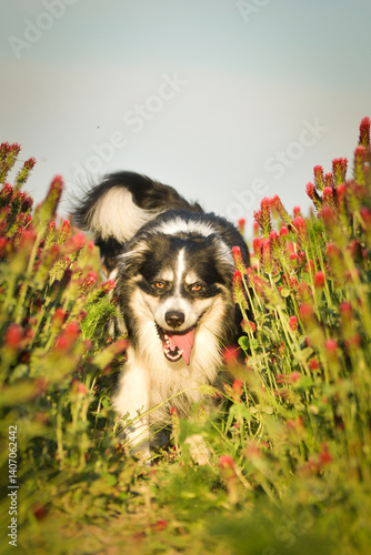Border collie is running in crimson clover. He has so funny face he is smilling