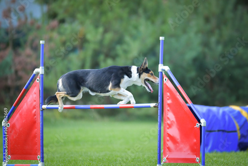 Dog is jumping over the hurdles. Amazing day on czech agility competition.	