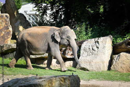 Portrait of boy indian elephant in zoo. He is so big, he is walking in his habitat.
