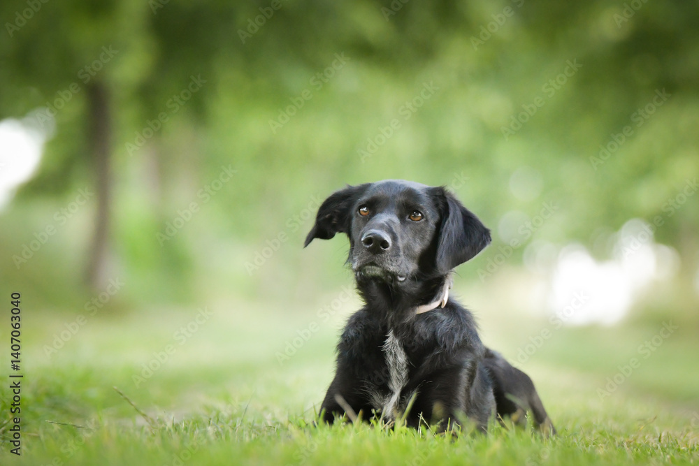 Spring portrait of dog in nature. He is so cute in the nature. He has so lovely face
Spring portrait of dog in nature. He is so cute in the nature. He has so lovely face