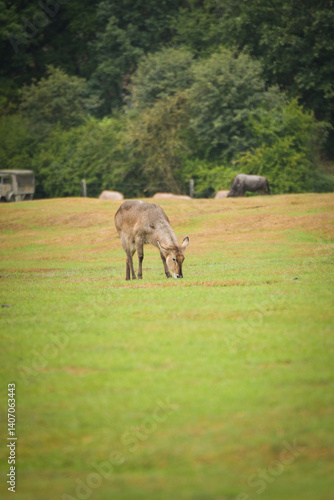 The antelope walking around its enclosure on safari. Free-roaming animals in the safari park.