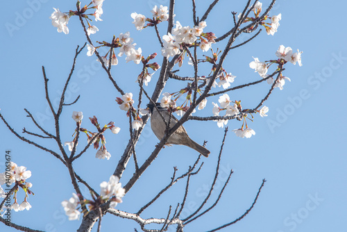 Sparrows drinking cherry blossom nectar
