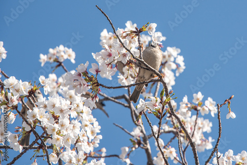 Sparrows drinking cherry blossom nectar