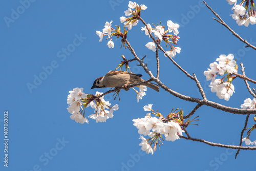 Sparrows drinking cherry blossom nectar