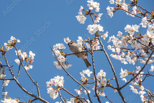 Sparrows drinking cherry blossom nectar