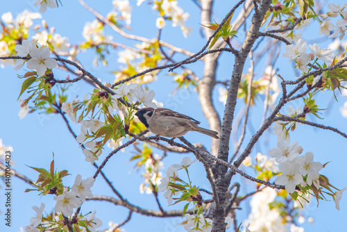 Sparrows drinking cherry blossom nectar