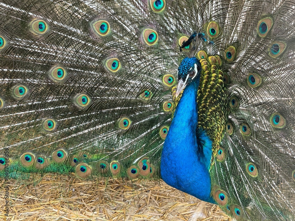 Obraz premium peacock with feathers
