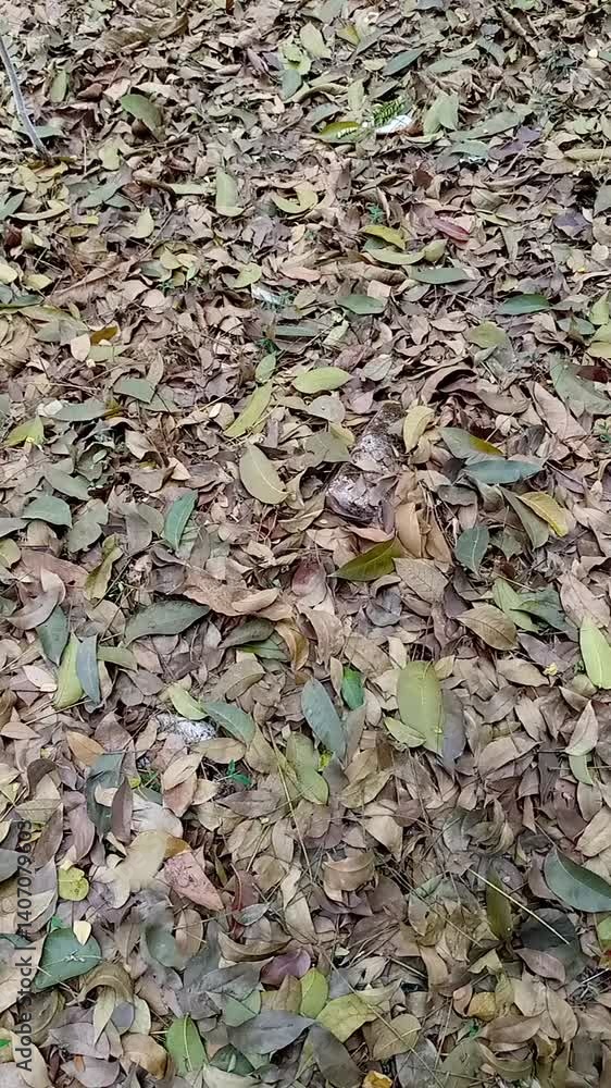 Dry Leaves Falling in Windy Storm Nature Background Video Dry Leaves Falling in Windy Storm Nature Background Video