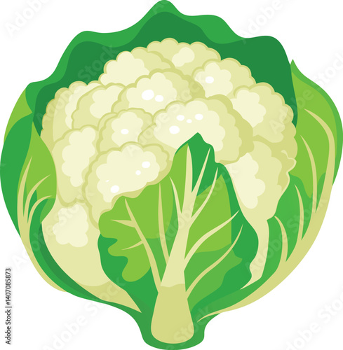 cauliflower on white background vector