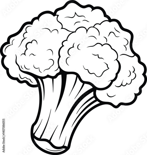 cauliflower outline on white background vector