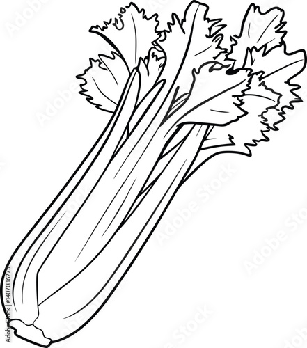 Celery plant. Harvest vegetable. Apium graveolens. Agriculture cultivated plant. Green leaves.